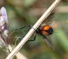 329469 – Photo : Catherine Reymonet-Smitten – France (19)